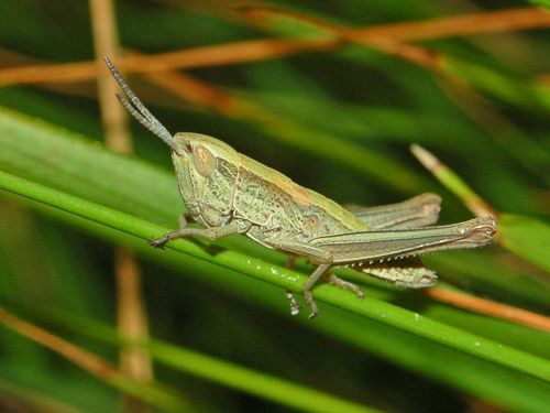 Common Straw Grasshopper photo 3