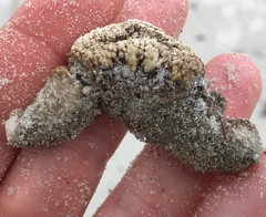 Pentamera pulcherrima