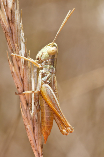 Common Straw Grasshopper, photo 3 of 10