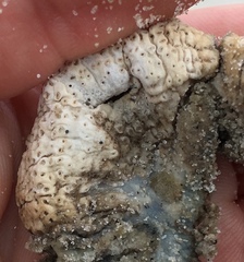 Pentamera pulcherrima