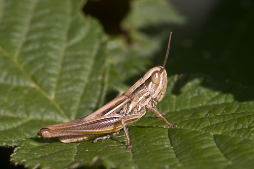 Common Straw Grasshopper, photo 4 of 10