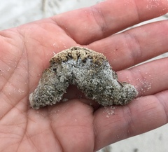 Pentamera pulcherrima