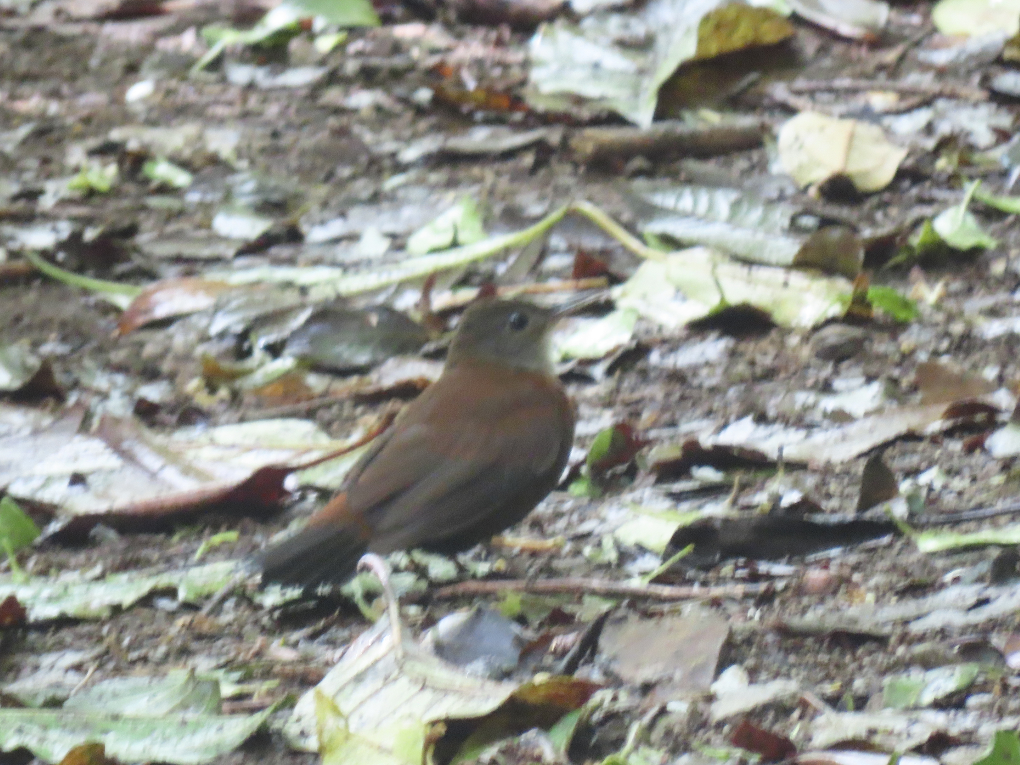 Grey-throated Leaftosser (Sclerurus albigularis), photo 6