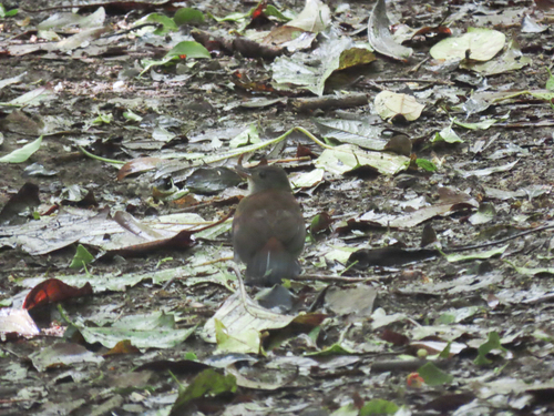 Grey-throated Leaftosser (Sclerurus albigularis), photo 7