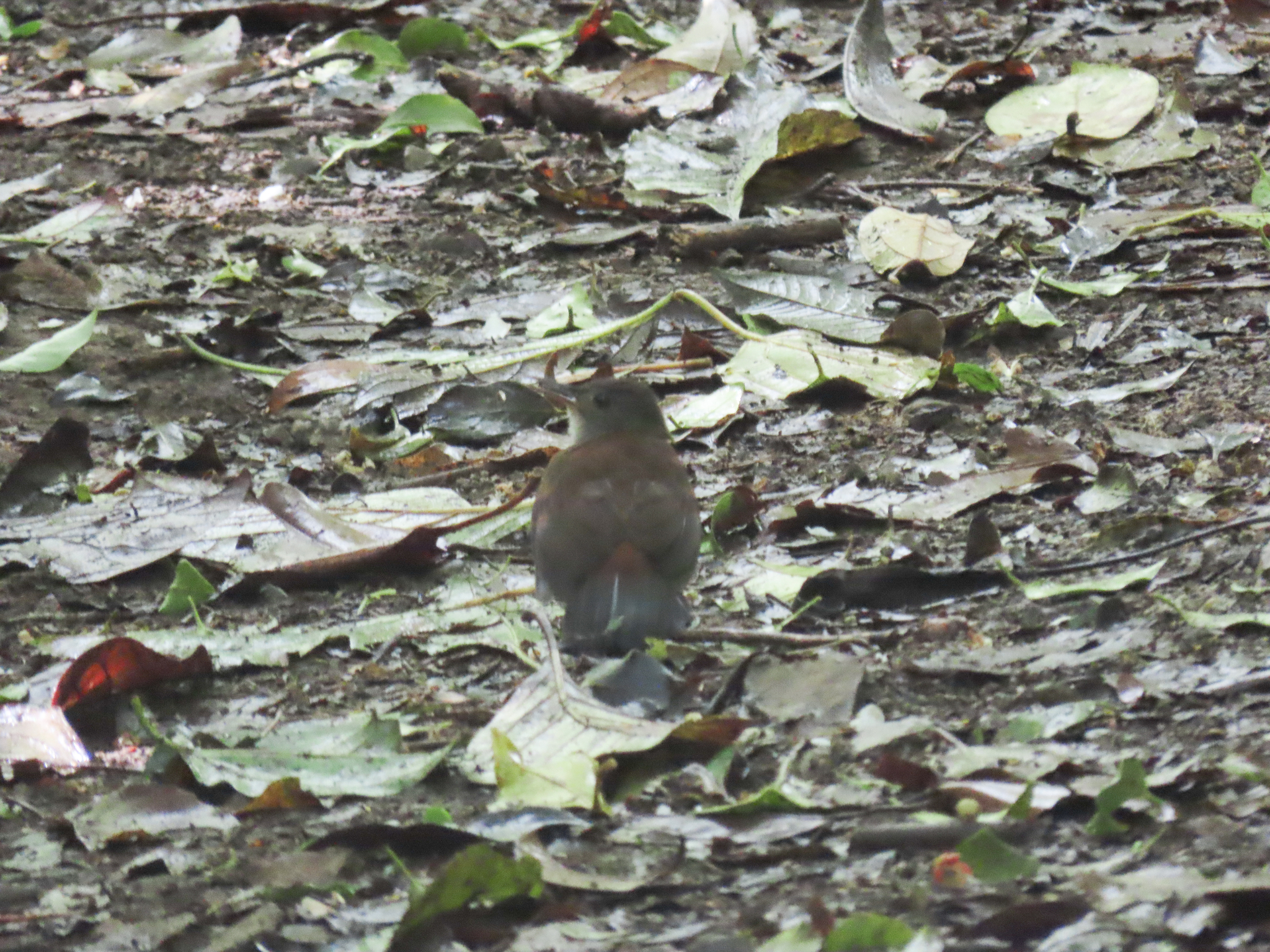 Grey-throated Leaftosser (Sclerurus albigularis), photo 7