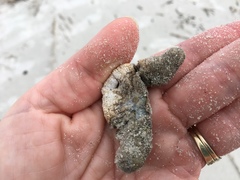 Pentamera pulcherrima