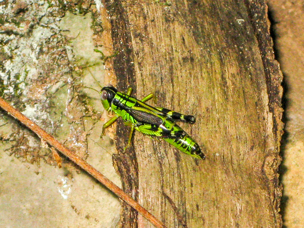 Nadigella