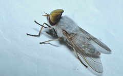 Leucotabanus annulatus