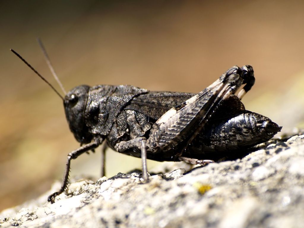 Psophus