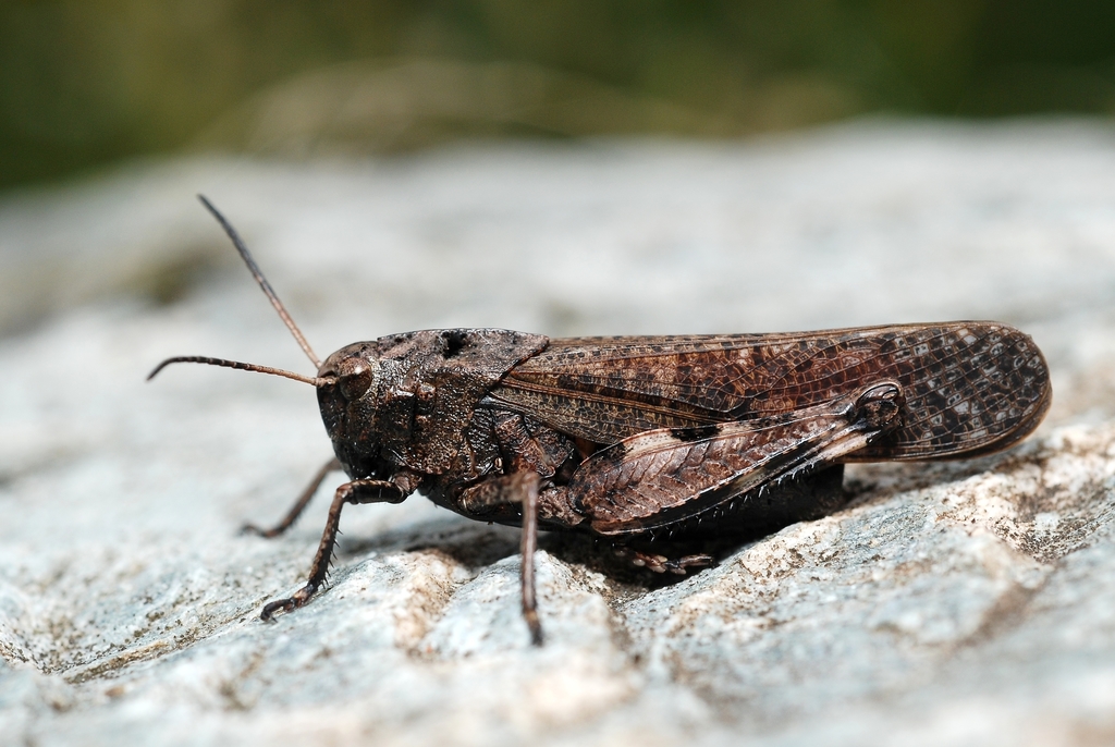 rattle-grasshopper-heuschrecken-orthoptera-saltatoria-in-bayern