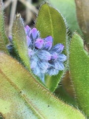 Myosotis decumbens