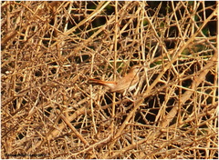 Cercotrichas galactotes