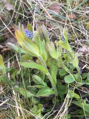 Myosotis decumbens