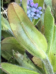Myosotis decumbens