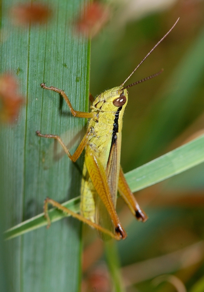 Mecostethus
