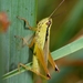 Leek Grasshopper - Photo (c) David GENOUD, some rights reserved (CC BY-NC-SA)