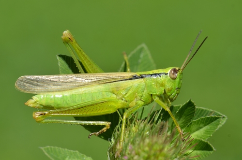 Leek Grasshopper