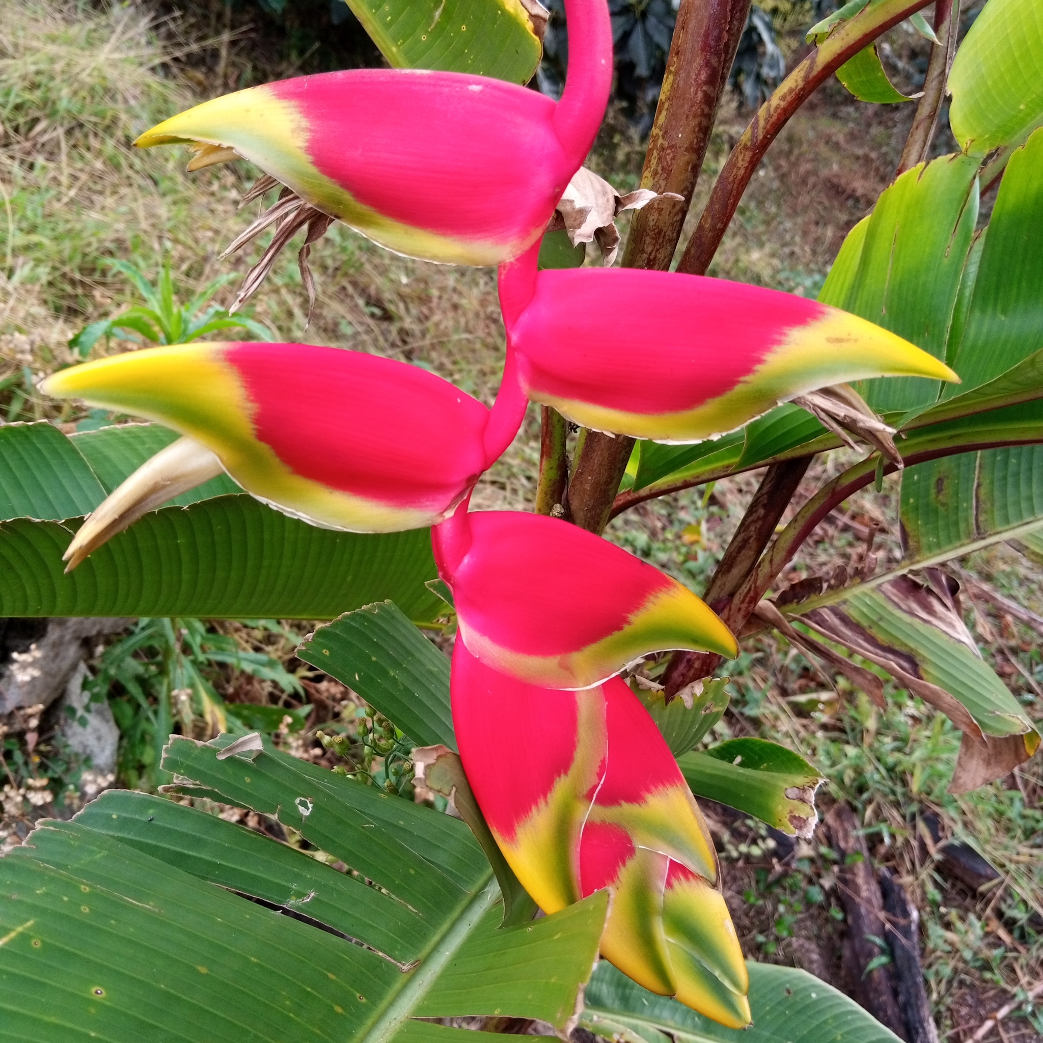 Heliconia rostrata image