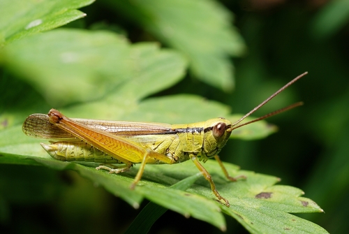 Leek Grasshopper, photo 4 of 10