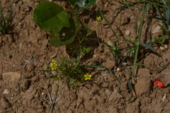 Ranunculus arvensis