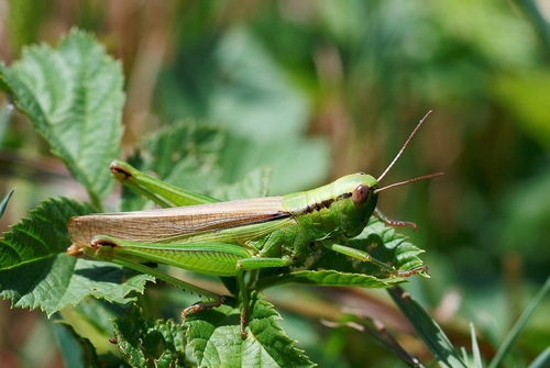 Leek Grasshopper, photo 5 of 10