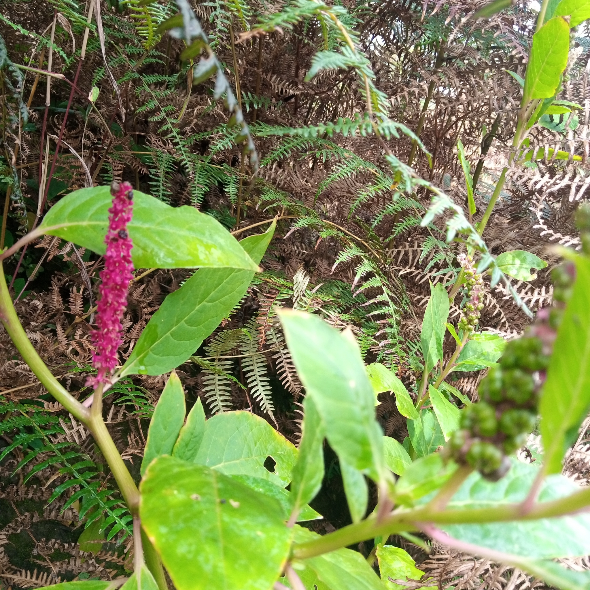 Phytolacca icosandra image