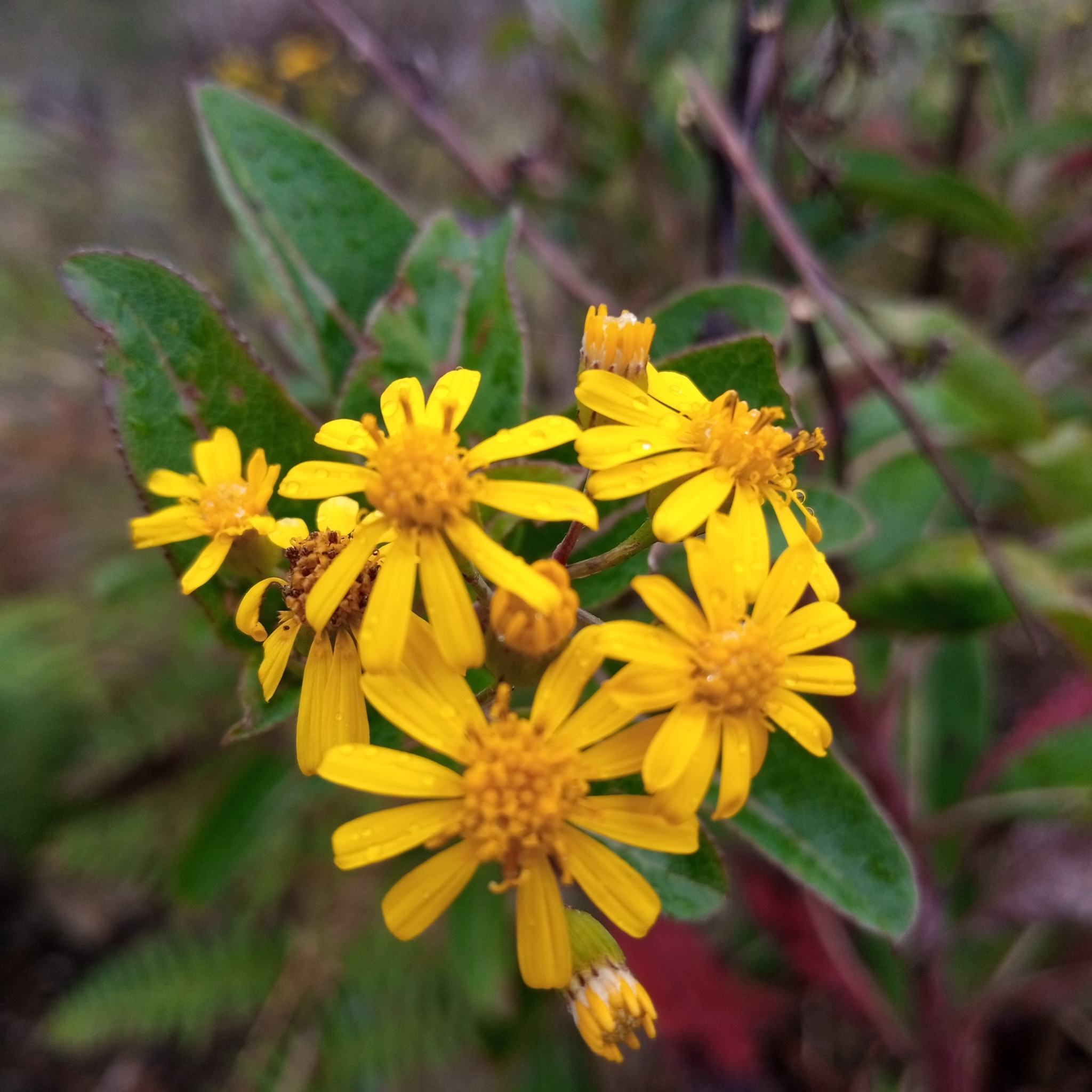 Dendrophorbium image