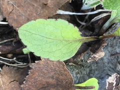 Solidago virgaurea minuta