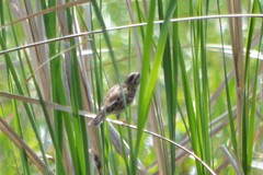 Emberiza aureola