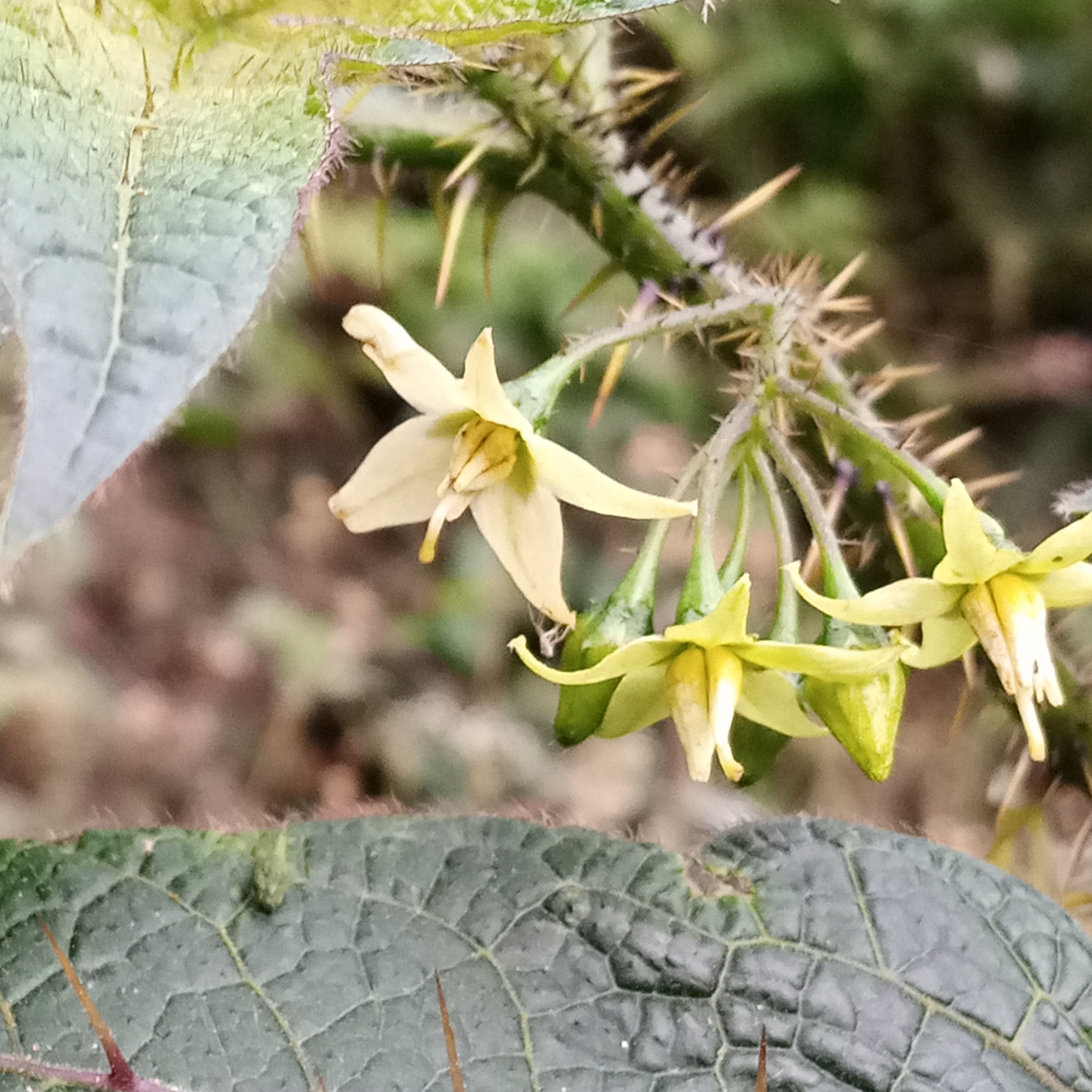 Solanum acerifolium image