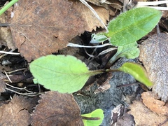 Solidago virgaurea minuta