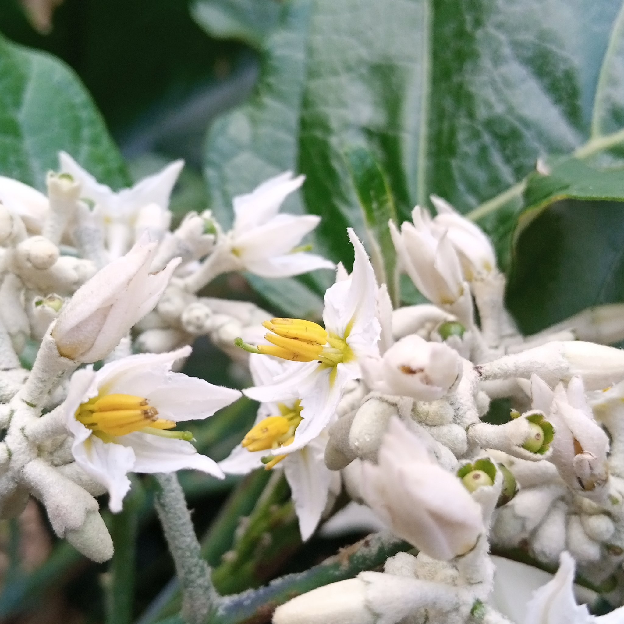 Solanum albidum image