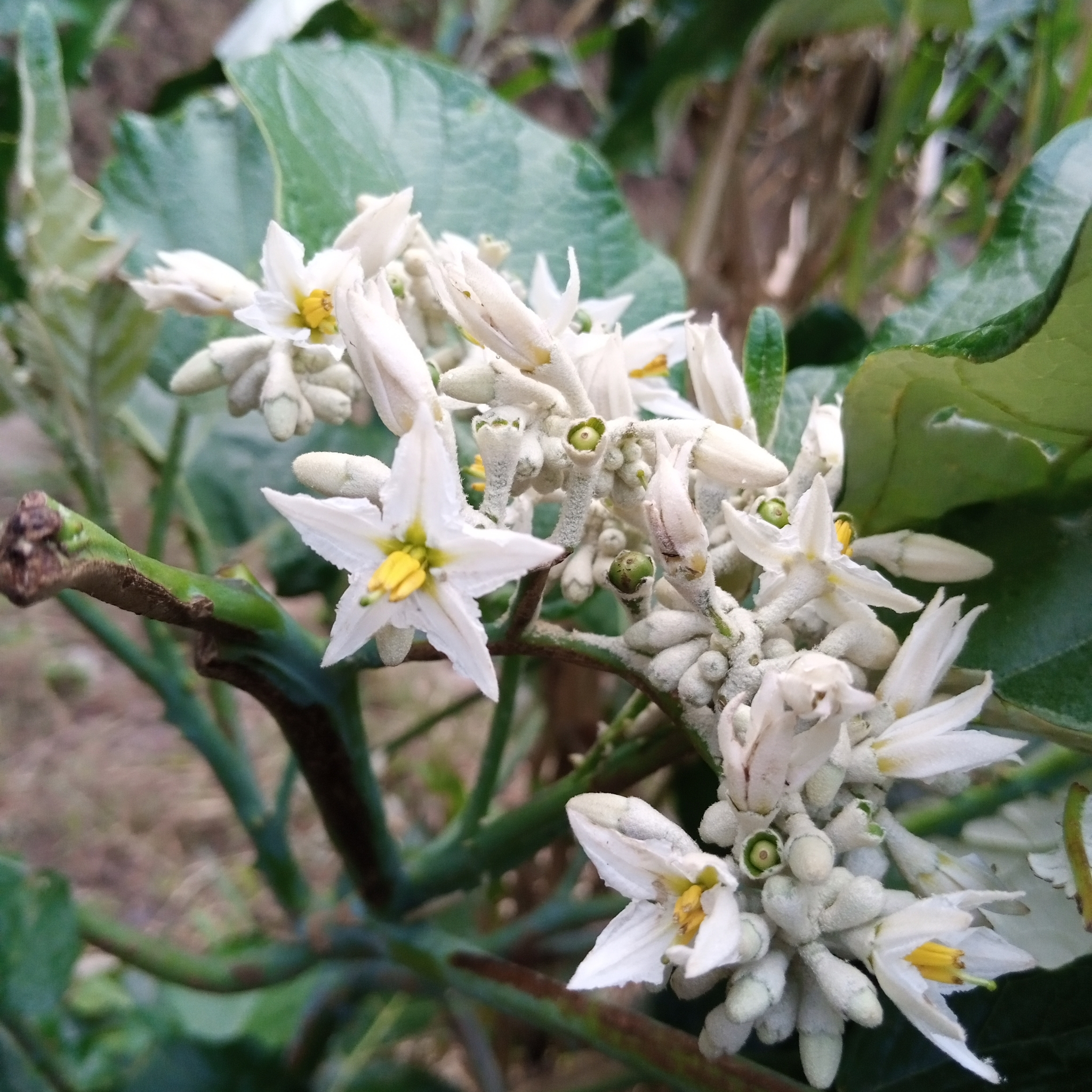 Solanum albidum image