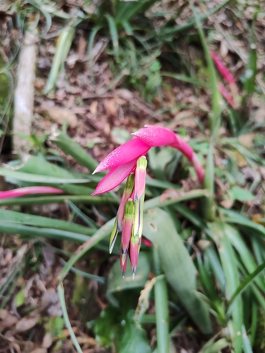 Image of Billbergia nutans by (c) Gabriel Martínez, some rights reserved (CC BY)