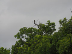 Dendrocitta formosae formosae