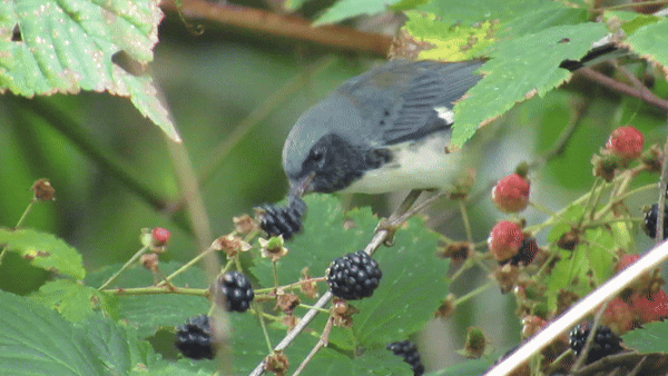 Black-throated Blue Warbler illustration