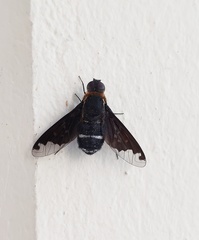 Hemipenthes velutina