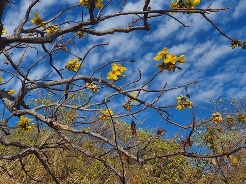 Image of Cochlospermum gillivraei by (c) Lek Khauv, some rights reserved (CC BY)