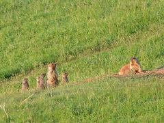 Marmota bobak