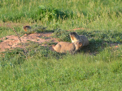 Marmota bobak