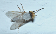 Leucotabanus annulatus