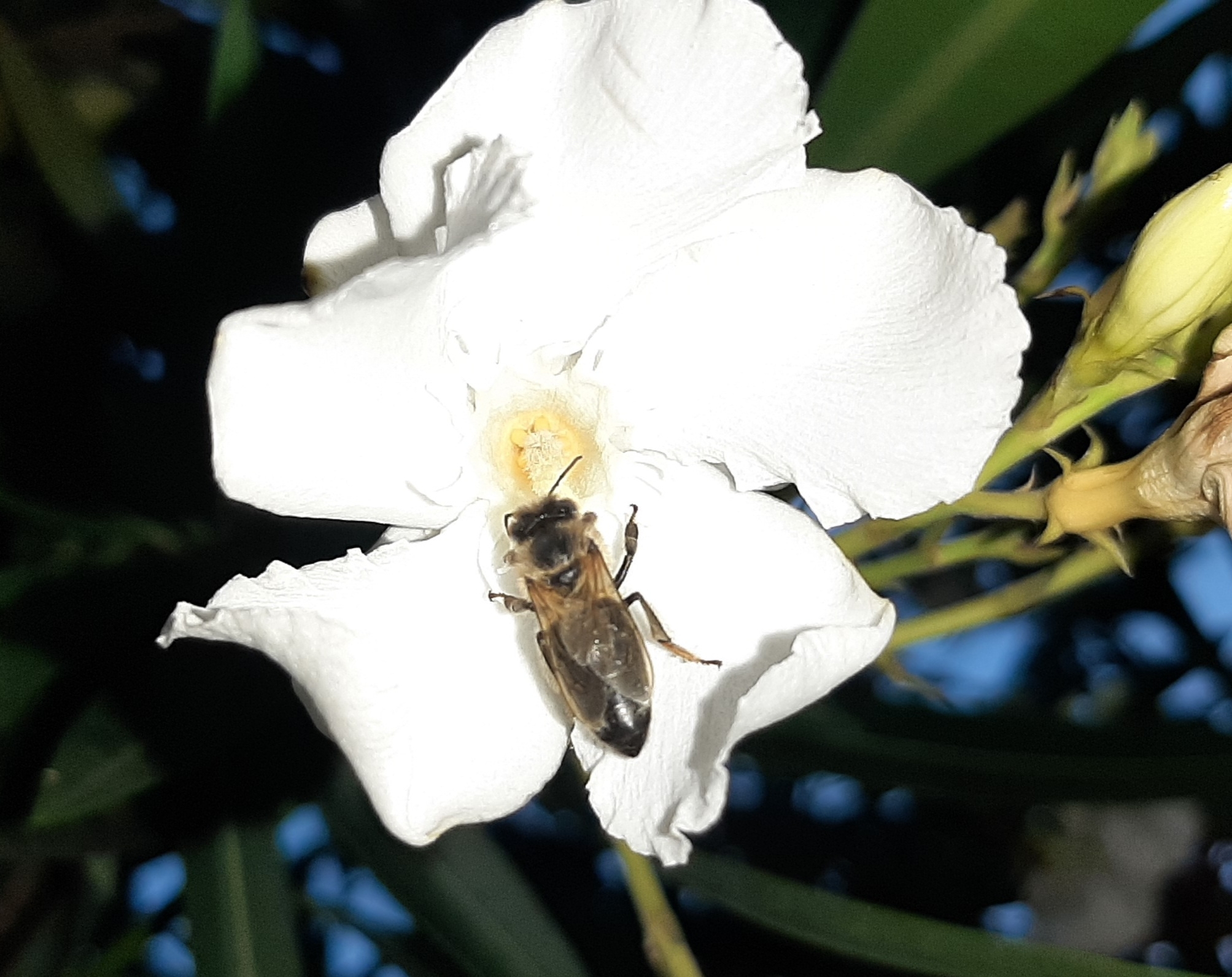 Apis mellifera image
