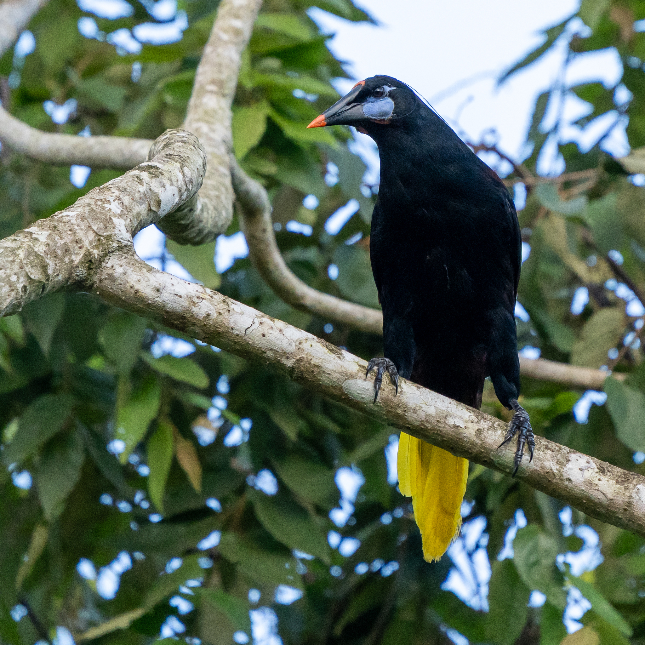 Black Oropendola (Psarocolius guatimozinus)