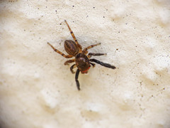 Euophrys frontalis