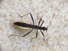 Micrelytra fossularum