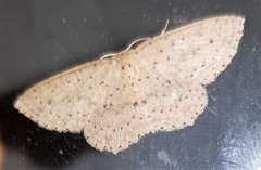 Cyclophora turneri