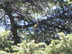 Myiopsitta monachus