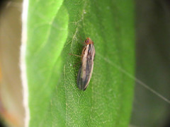 Peplomyza