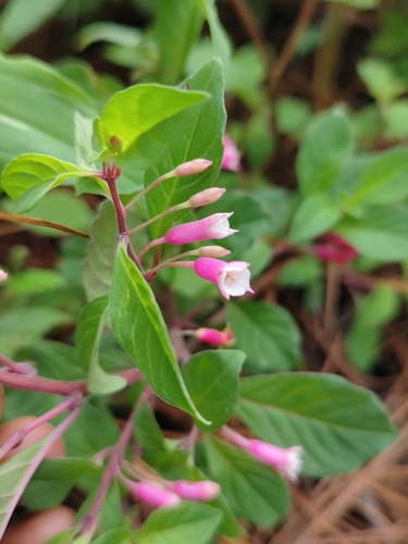 Fuchsia encliandra (Zucc.) Steud.