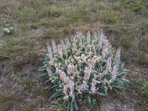 Image of Lupinus villosus by (c) Caleb Catto, some rights reserved (CC BY)